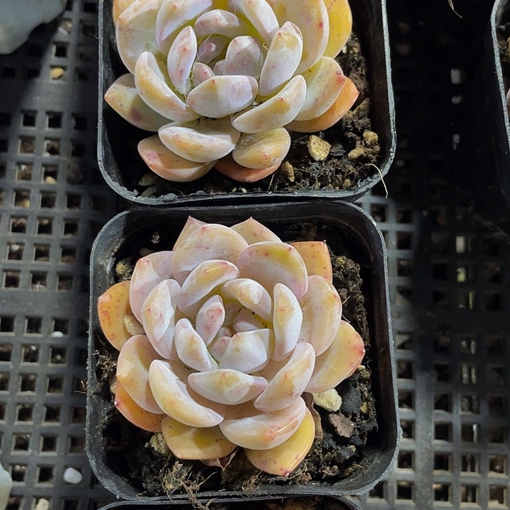 粉橙2.8带盆土发