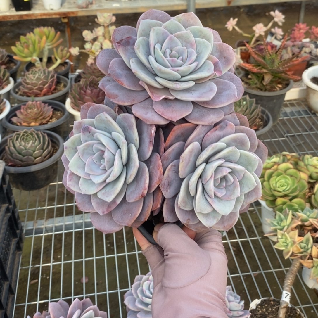 6166红茶多头一物一拍