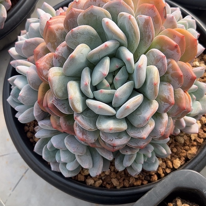 香橙捧花111111111