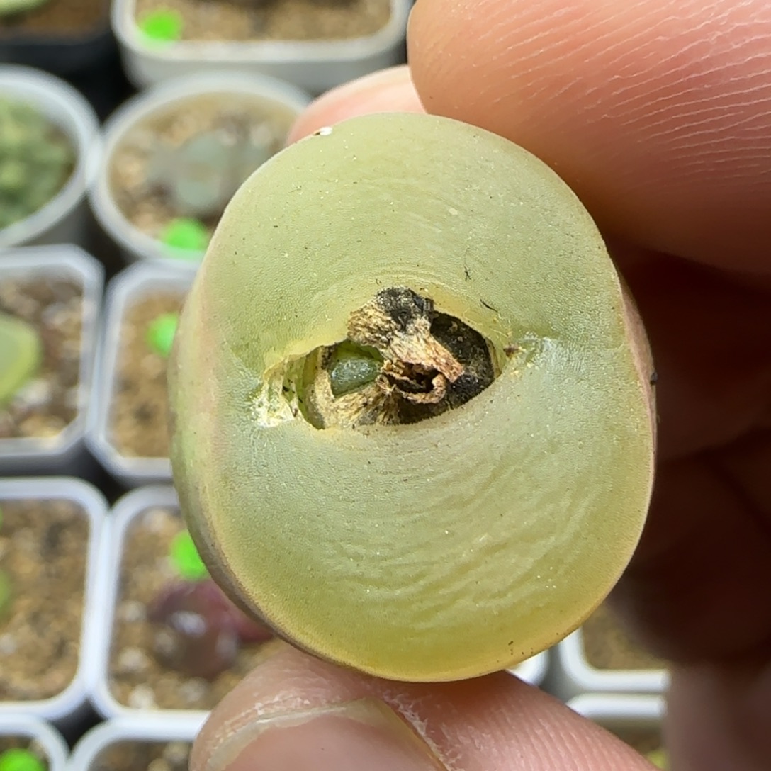 透窗2.3+多肉植物94