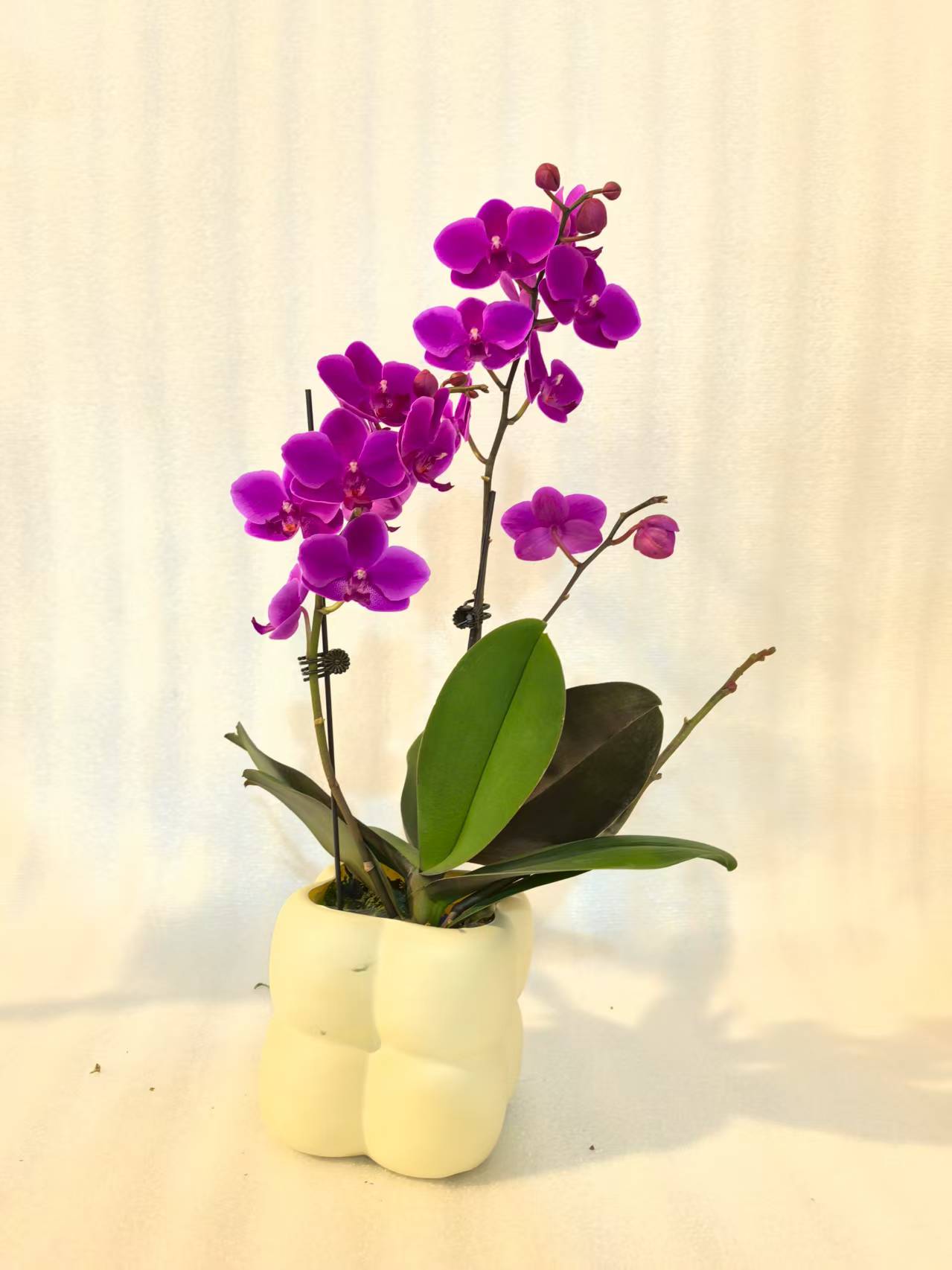 【满天红】蝴蝶兰室内种植观赏送礼带花发货