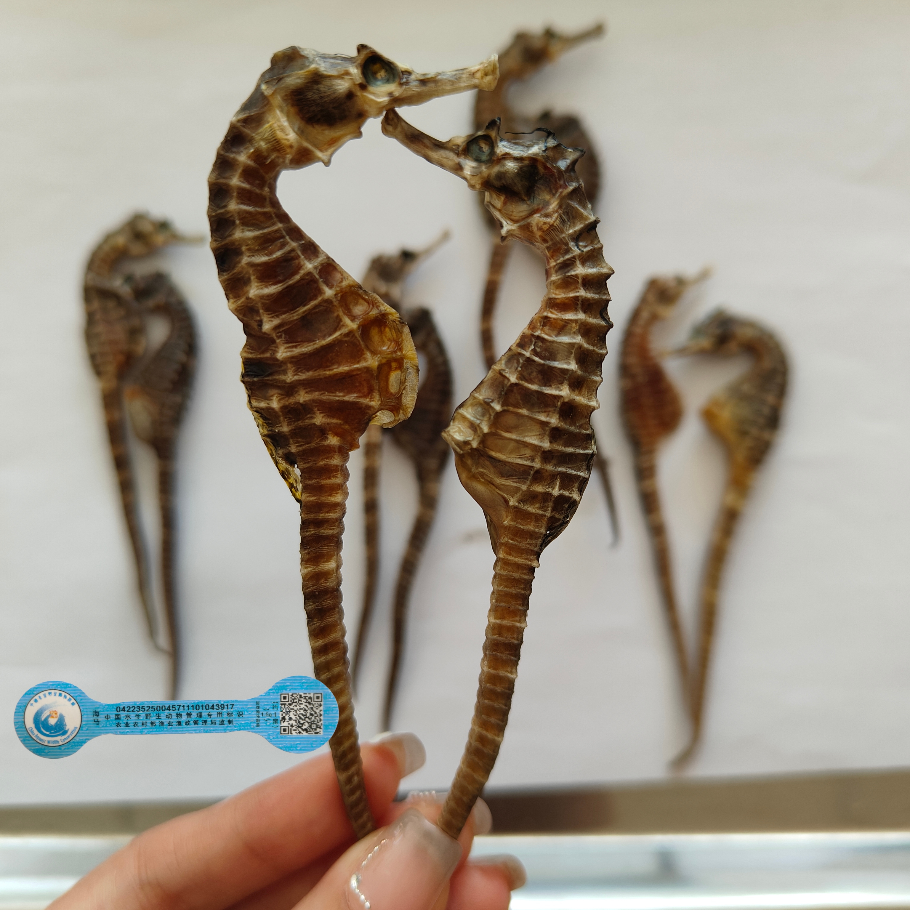 （直播间专属）正品保真海马公母配对3克一对泡酒煲汤