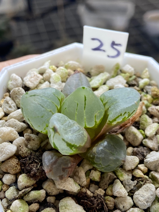 琉璃寿一物一拍所见即所得