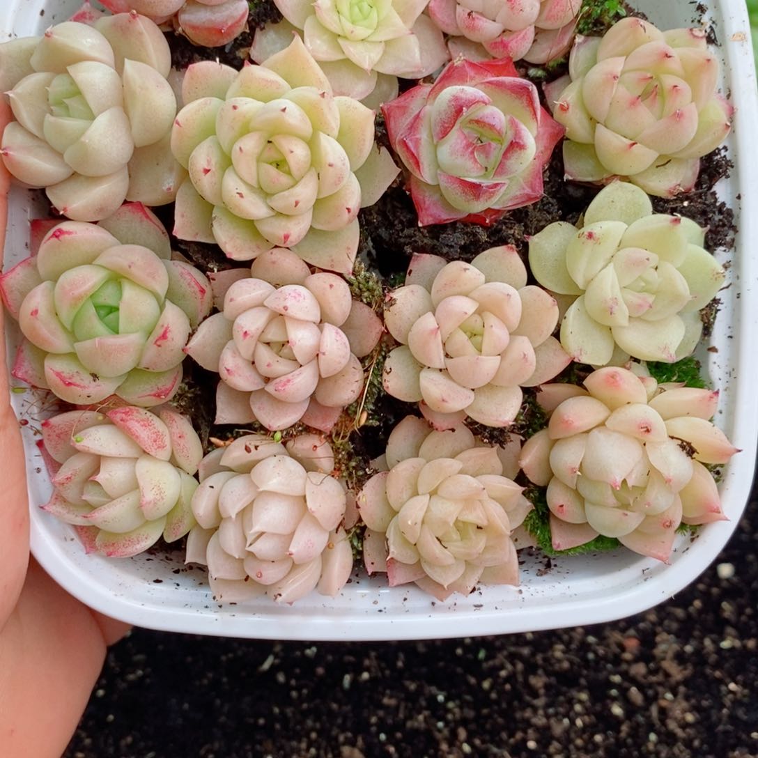 1-21 新疆西藏内蒙不发12.8包邮2-3公分多肉