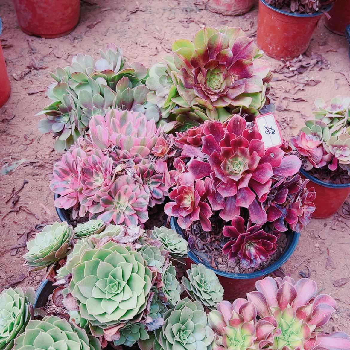 【闪购商品】无花朵28号套餐6颗多肉植物无售后