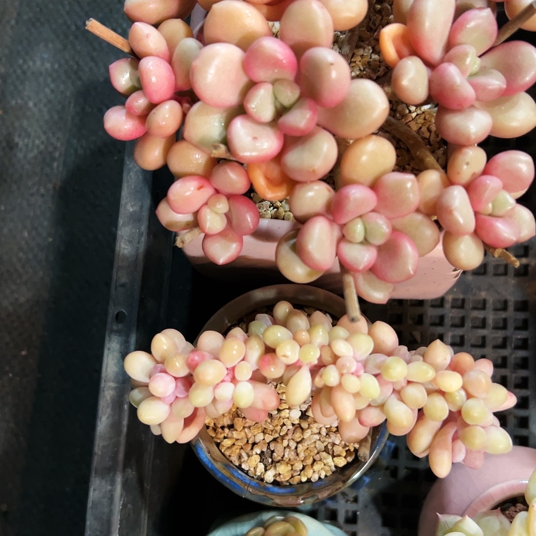 多肉植物老桩经典22