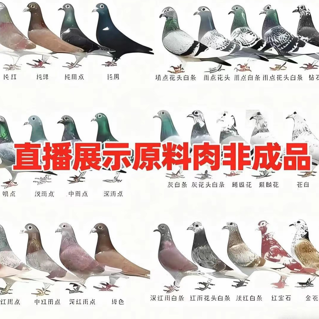 铭天专属直播展示原料肉非成品链接-足环号码以直播间环号为准