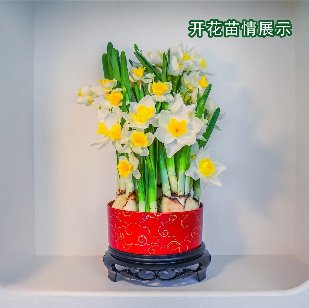 【喜庆祥云款】自带 正宗漳州水仙花 盆栽水培绿植 耐寒水培植物