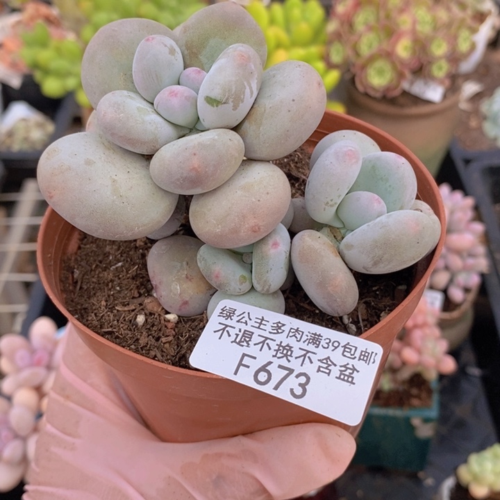 黄金大叶奶673多肉植物