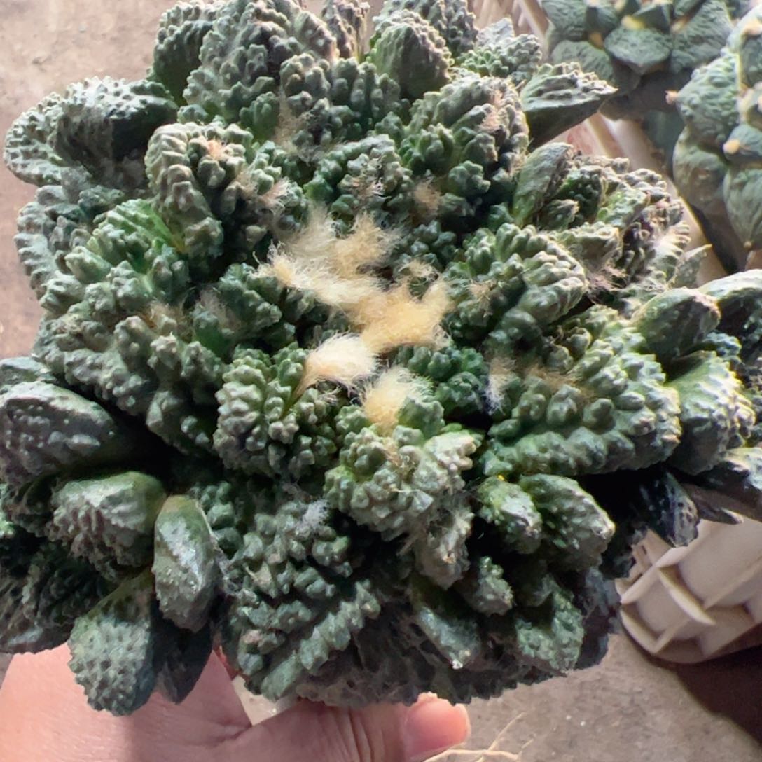 哥斯拉牡丹群仙人球236