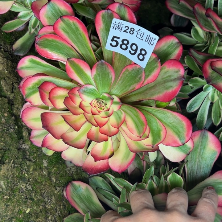 5898南烟花多肉植物