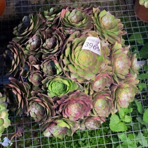 万圣节多肉植物3969