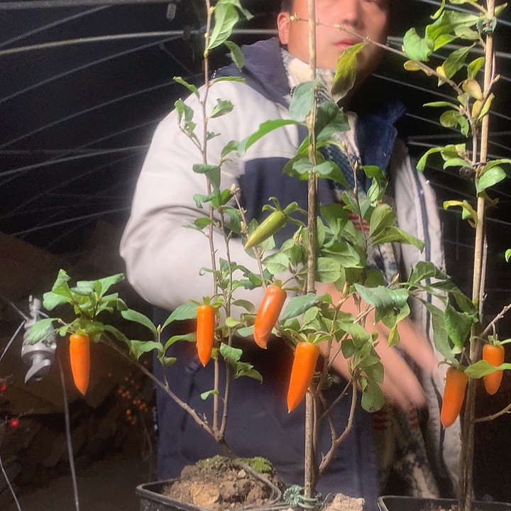 无花朵老鸦梦之那