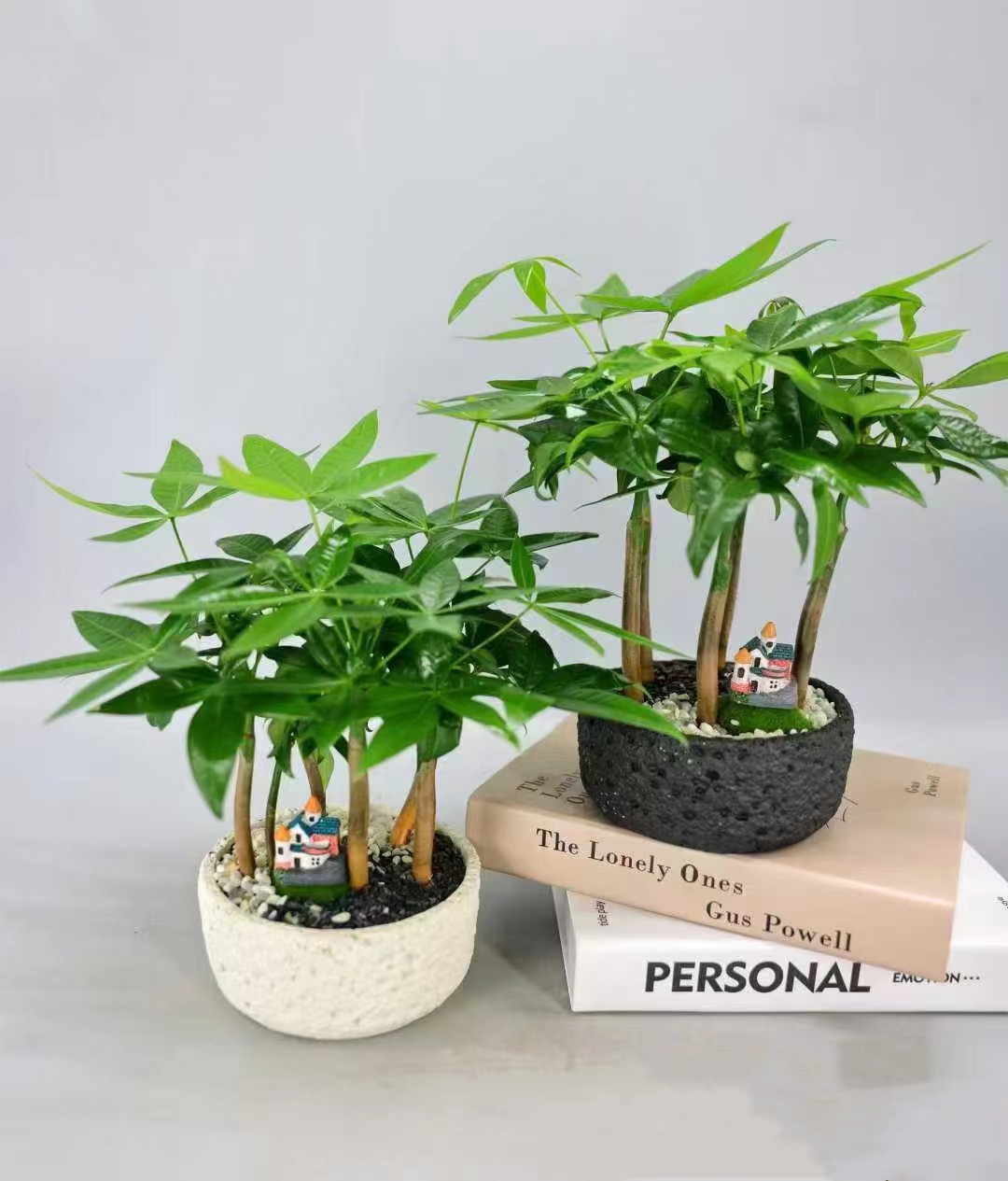 室内好养发财树盆栽花卉四季常青可水培适合客厅桌面