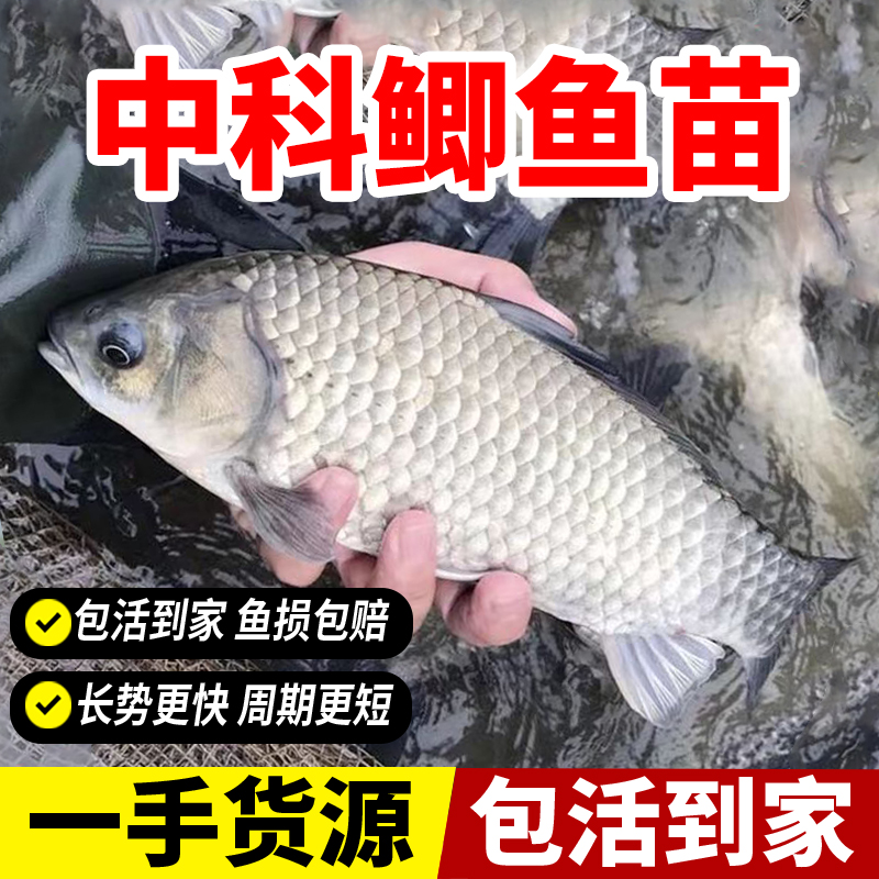 中科五号工程鲫鲫鱼黄金鲫土鲫鱼淡水养殖观赏鱼水产养殖