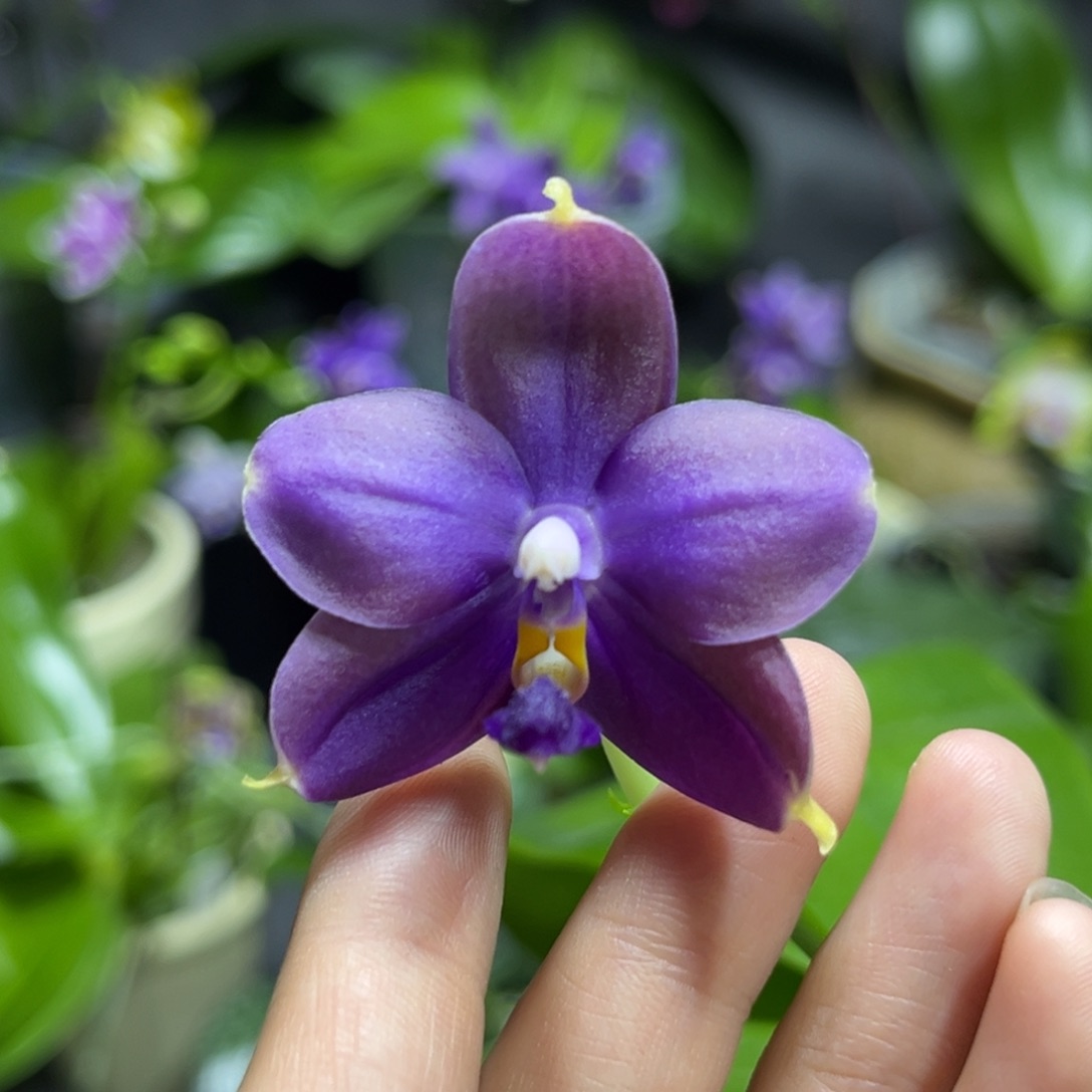 完全开放2.5寸鱼鱼交蓝鸟开花株