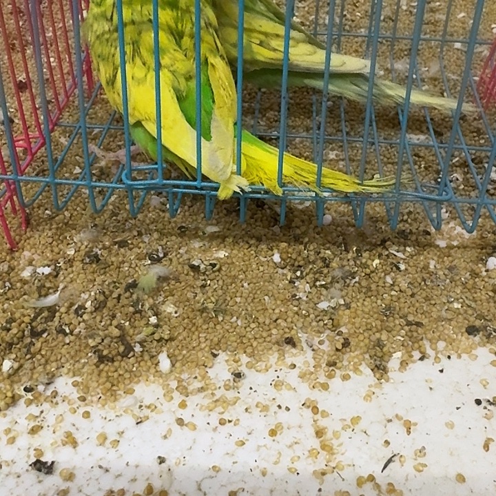 虎皮鹦鹉大头你好