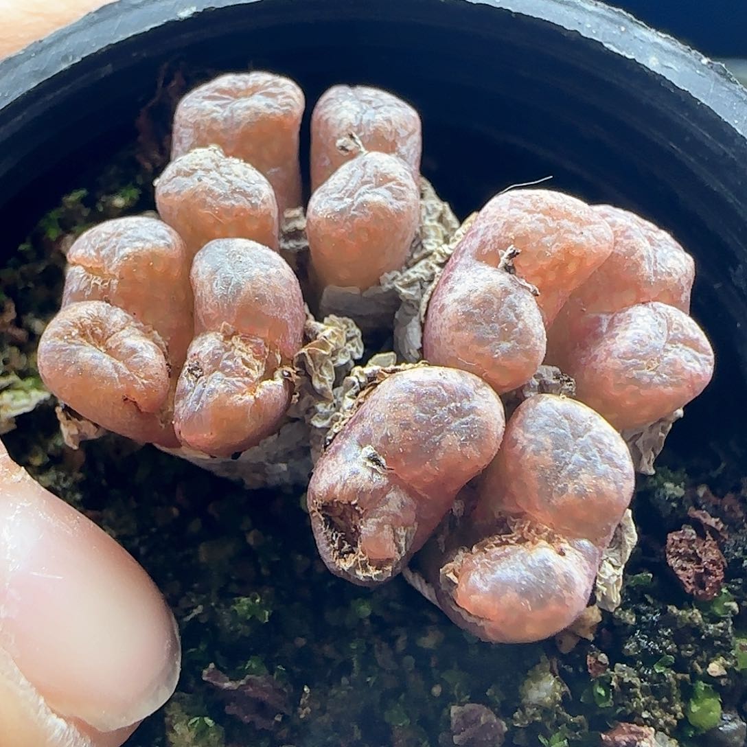 小****员脱土年后发货24443