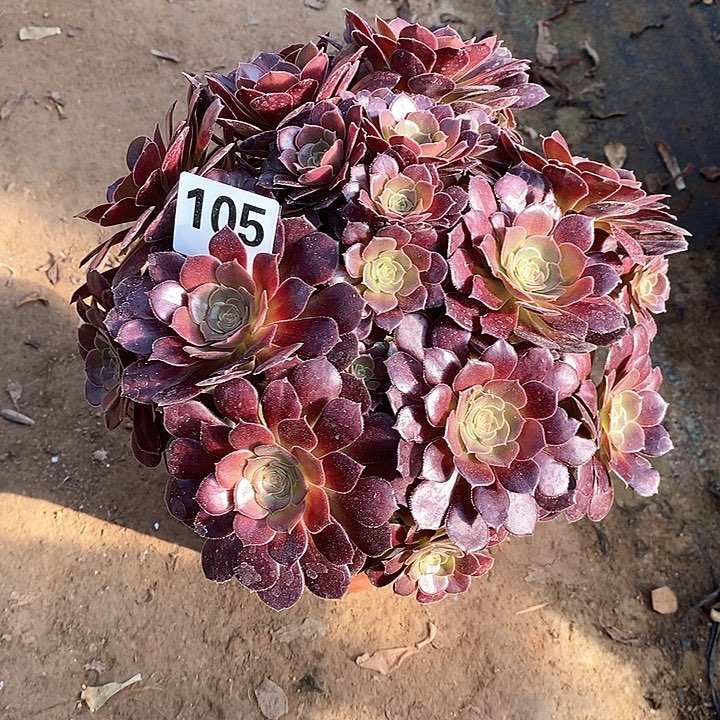 法师植物一物一拍