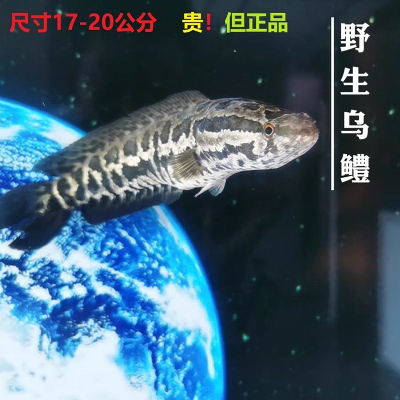 野生黑鱼国产猛鱼淡水鱼苗凶猛乌鳢鱼好养冷水鱼新款花纹便宜清仓