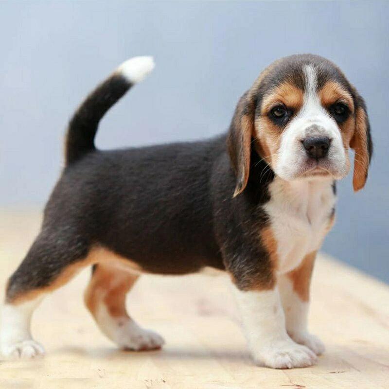 比格犬幼犬纯种大耳朵犬比格犬宠物狗狗（2-3月龄）