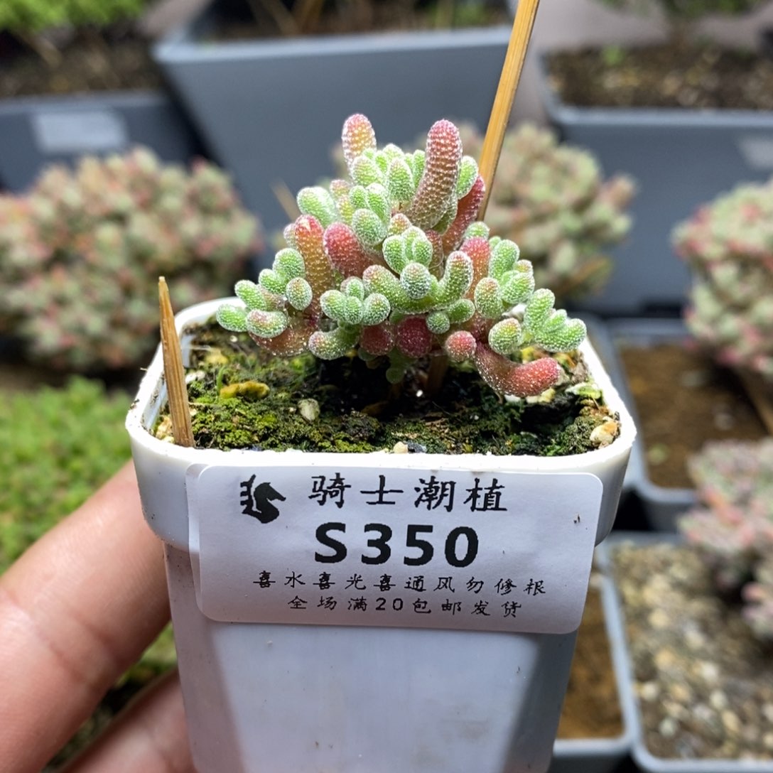 350实生精控优选冰晶