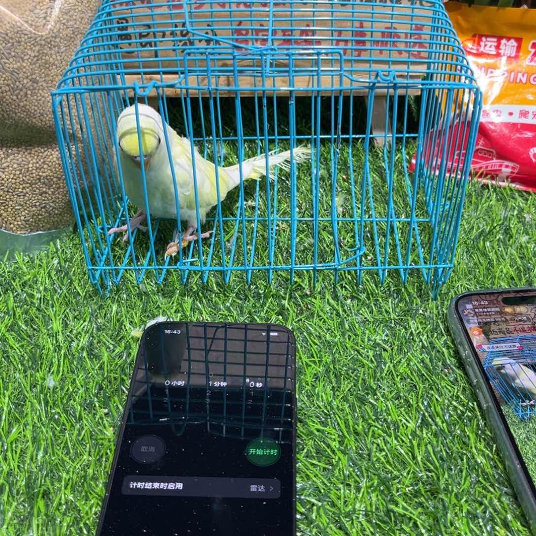 ****虎皮鹦鹉金彩虎皮鹦鹉一只，一物一拍不退换竞拍。