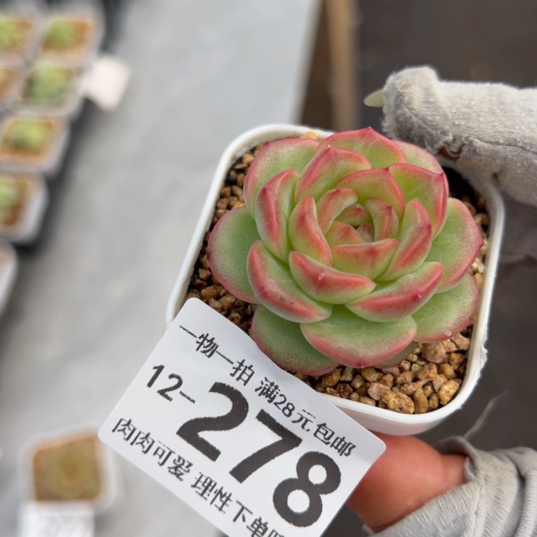 优选财富多多多肉多肉多肉