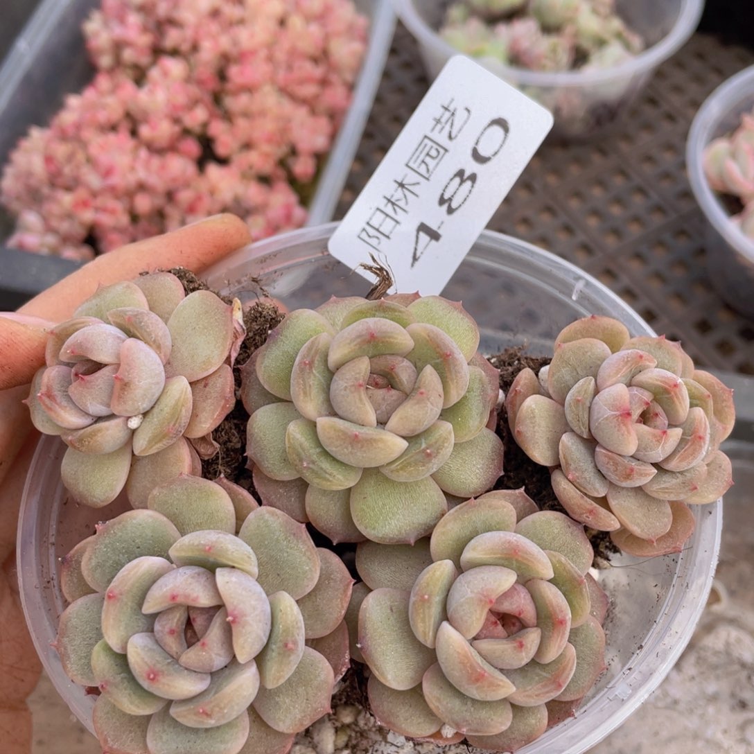 多肉植物多肉植物480