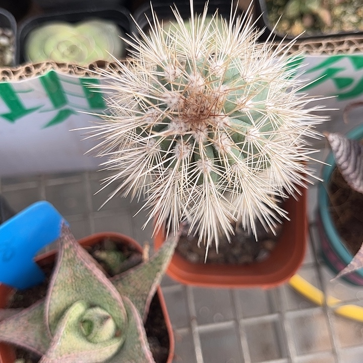 我也不知道我为什么要这样对