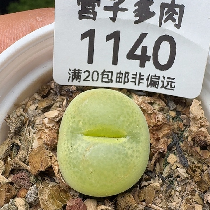 翠光玉带盆土。       