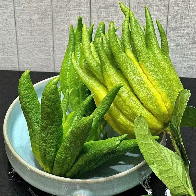 【精品闻香佛手柑】云南新鲜佛手柑摆放观赏客厅办公室车载植物香薰