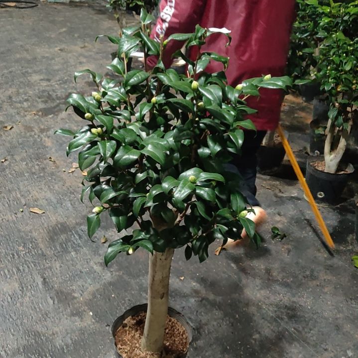 全部花苞金川姣不包邮