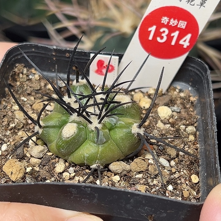自根狂刺龙爪球栗星玉一棵仙人球