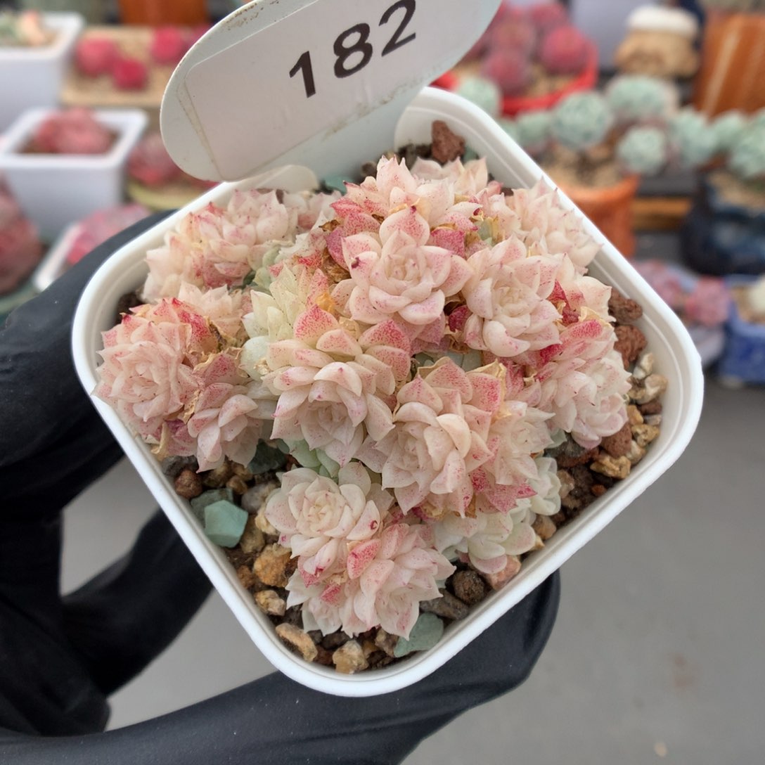 182 麦杆女王群多肉