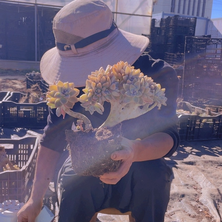 淡雪缀化一物一拍207