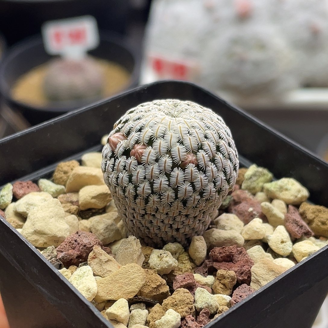 实生乳突白斜子有花苞