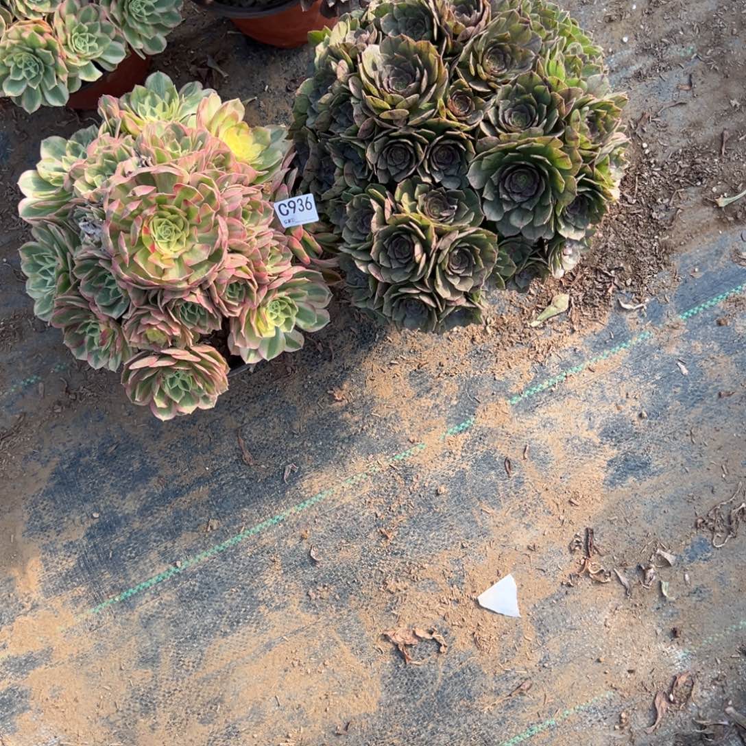 936两颗组合多肉植物