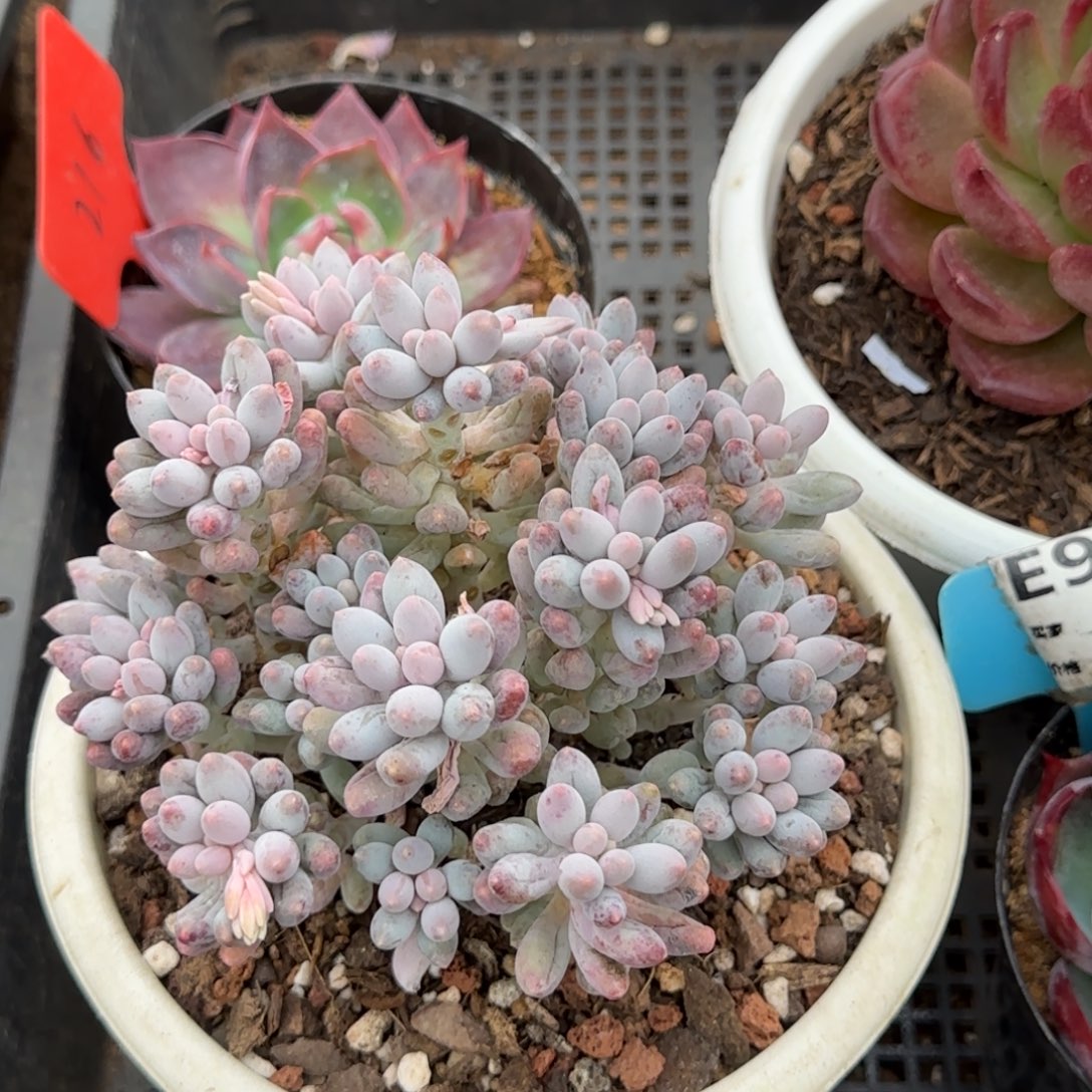 手指惊鸿一物一拍包装收缩花旱