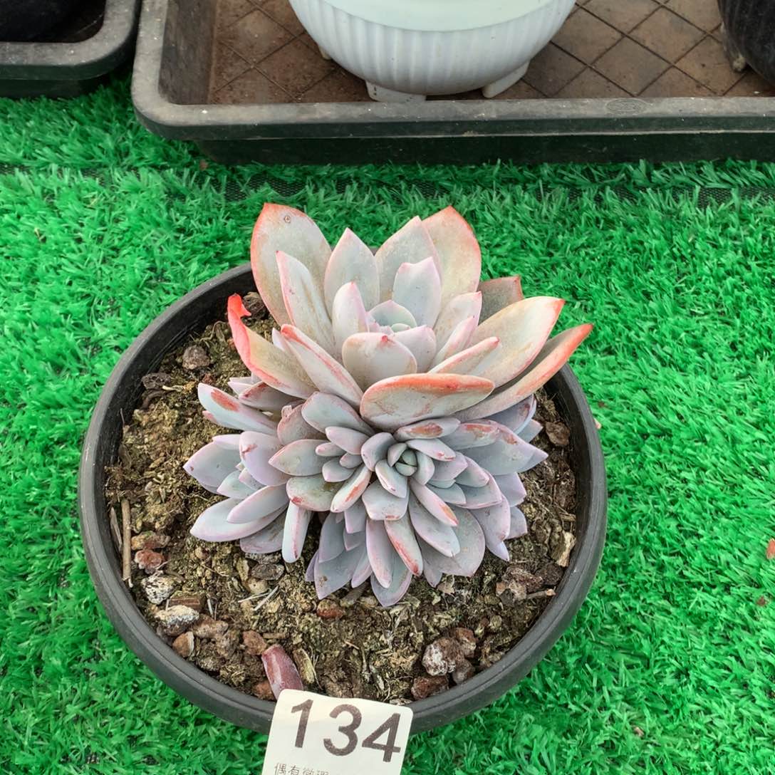 134奶茶多肉植物！！！！！