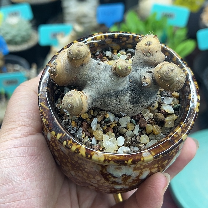 产地格加厚敦菊多肉植物