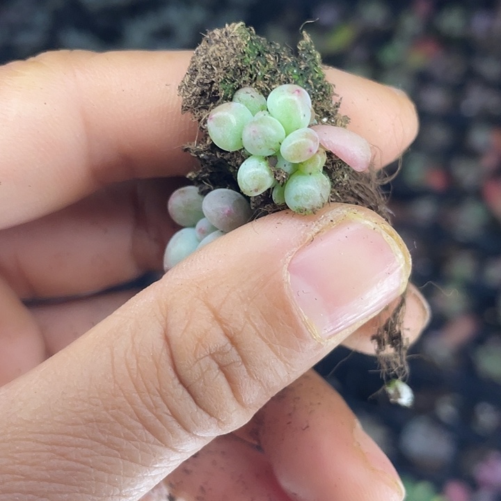 单双群发3颗满18包邮