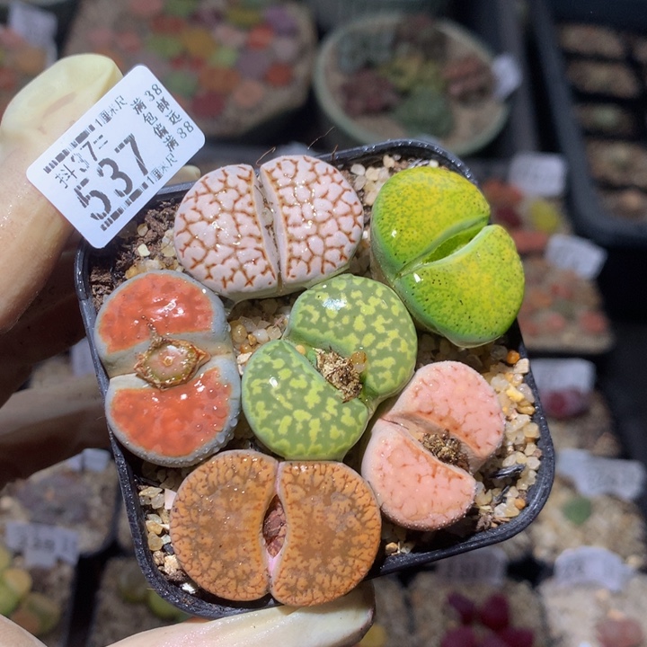 精品人石花37.537