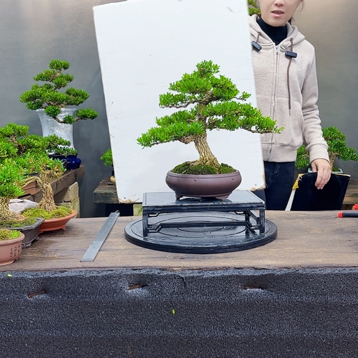 黄杨盆景四季常青不落叶