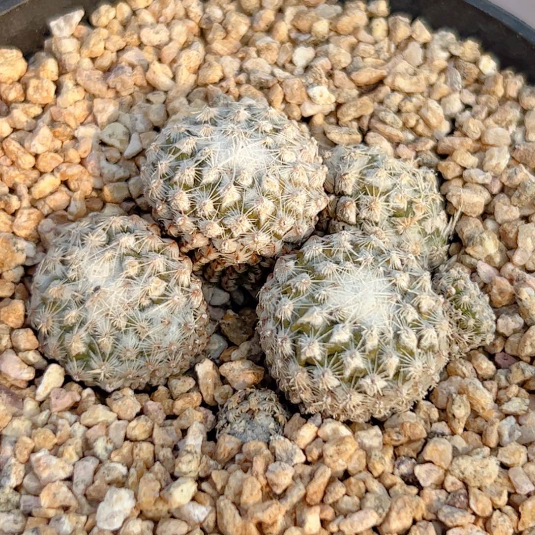 群生银牡丹 自根