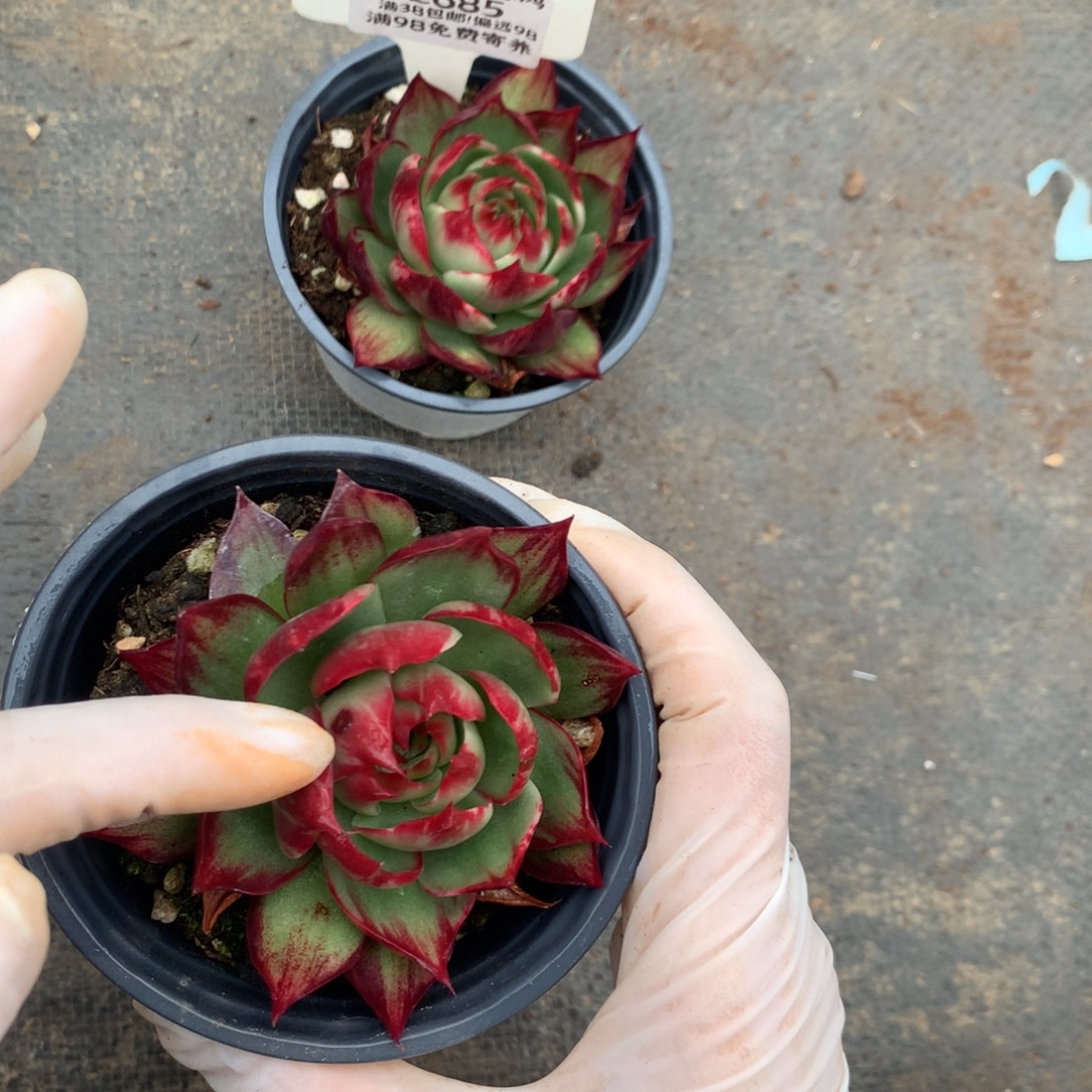 橙***子2685号多肉植物惊鸿2颗7