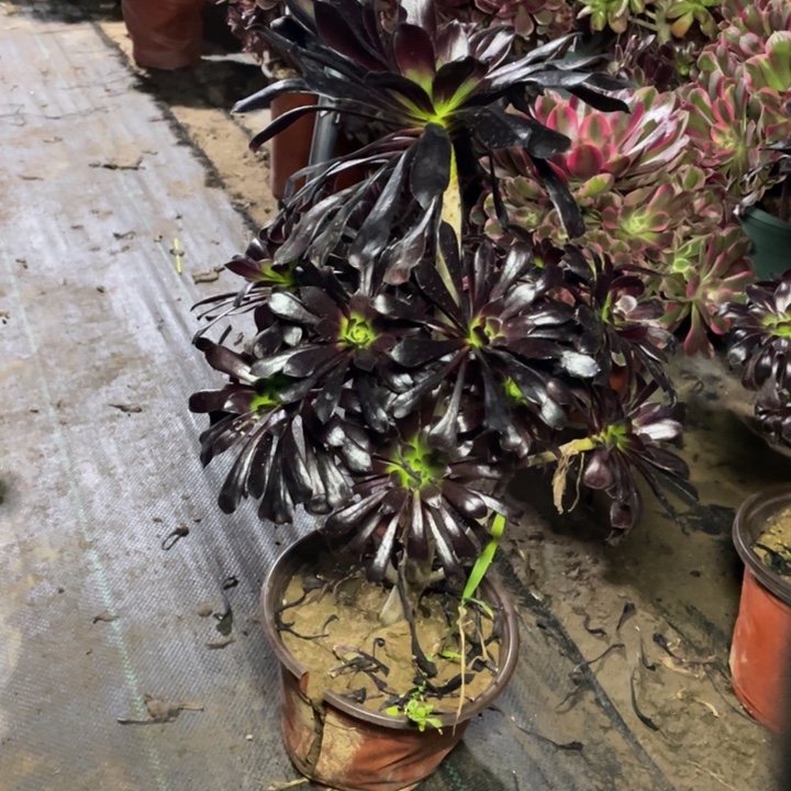 80墨法师多肉植物多肉多肉