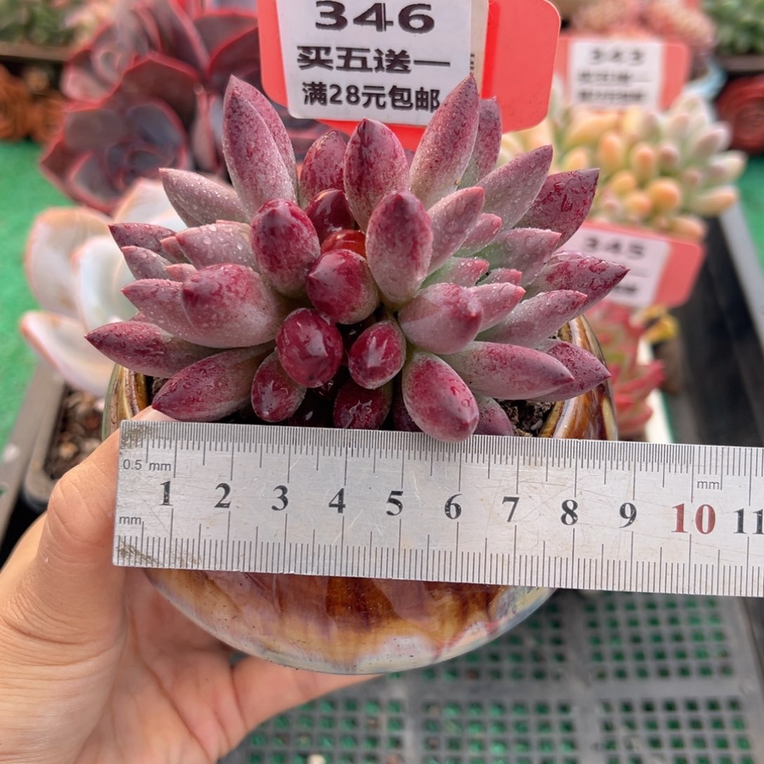 表妹精品多肉植物346.