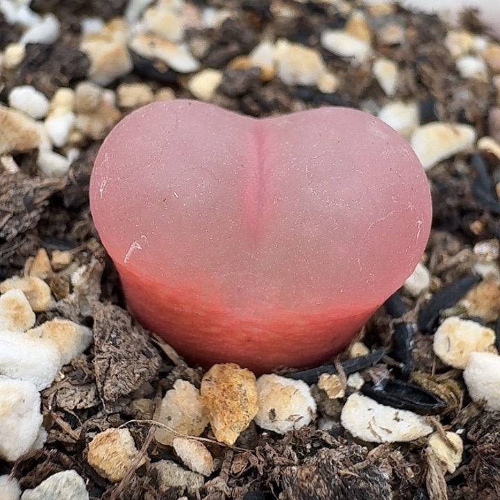 老马生石花1.6吕红2554