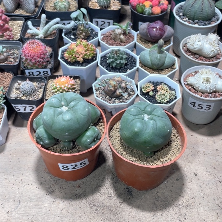 ༄****825实生大海鲜2颗